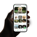Pawzia Moments - Pet Photo Gallery App UI Design